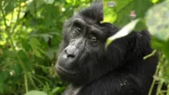 Gorilla