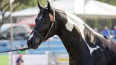 Cavalo Franco do Pec