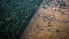 Imagem mostra parte da floresta em pé e parte desmatada