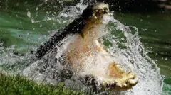 Um crocodilo de água salgada é fotografado com as mandíbulas abertas enquanto a água espirra ao redor de sua cabeça no Parque de Répteis Australiano, em 23 de janeiro de 2006, em Sydney, Austrália.