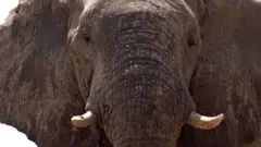 Elefante em Botsuana