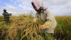 India paddy cultivation