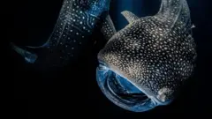 Whale sharks eat plankton in the light from a boat in the Maldives