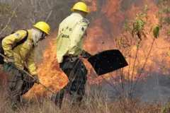 Brigadistas usam abafadores para combater o fogo em mato seco 