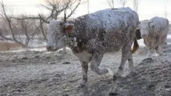 Vacas cobertas por neve em Sturgis, na Dakota do Sul