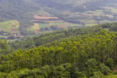 Plantação de eucalipto