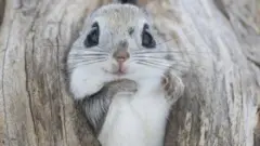 Um esquilo-voador-siberiano usando um ninho de pássaro abandonado para se aquecer no inverno