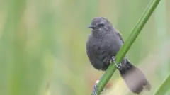 Rosaldo, um bicudinho-do-brejo