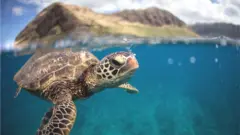 Sea turtle