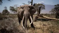 Elefante africano