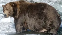 棕熊要大量進食凖備冬眠（Credit: N. BOAK/KATMAI NATIONAL PARK AND PRESERVE）