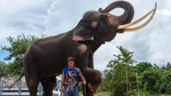 18-year-old Kwanmueang and his mahout Lek