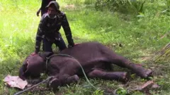 A wildlife officer treating a baby elephant injured due to a jaw bomb in Sri Lanka