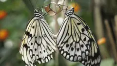 White tree nymph butterfly