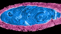 A zircon crystal used to date the Yarrabubba impact. The margin (pink) re-crystallised during impact, leaving the inner core (blue) intact.