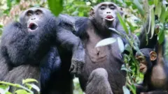 Chimpanzees in the Tai National Park, Côte d'Ivoire, "speaking" to another group nearby