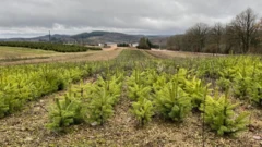 Plantação de arvores de natal na França