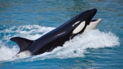 Imagem de orca com meio corpo fora d'água