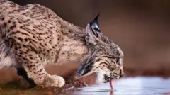 Lince ibérico fotografado em Aprisco, na Espanha