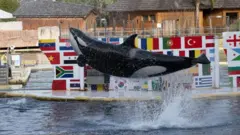 Una orca saltando del agua en un espectáculo 