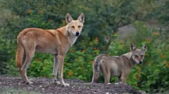 Cão-lobo castanho alaranjado ao lado de lobo cinzento