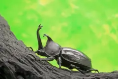 Fotografia em close de um souro-rinoceronte-japonês, um inseto preto com um grnade "chifre"  em cima de um galho