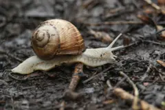 snail ခရု