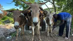 Um homem trabalhando com seus jumentos em Lamu, no Quênia