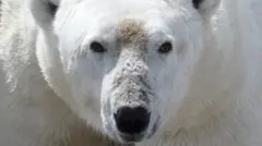 Urso polar