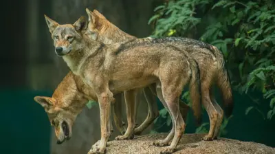 Side view of grey wolf standing against trees,Mysuru,Karnataka,India