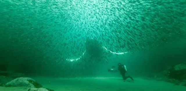 Fotografia colorida mostra mergulhador no fundo do mar em frente a uma baleia e um cardume de peixes