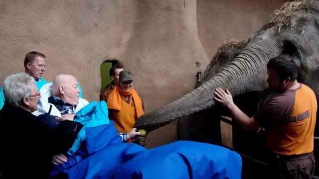 Um homem em uma maca dando uma maçã a um elefante