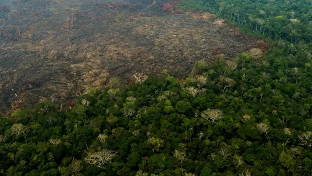 Amazônia, Estado do Amazonas