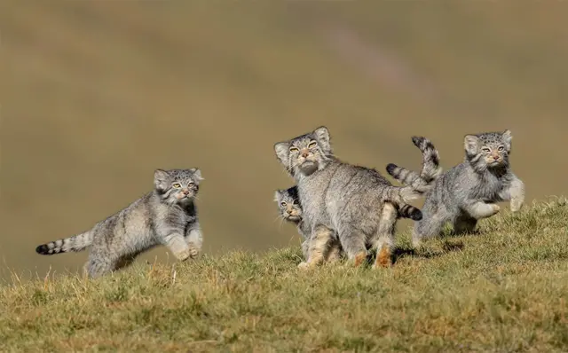 When mother says run by Shanyuan Li, China