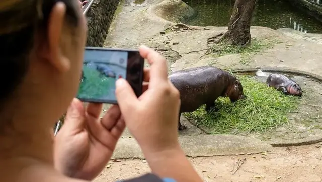 Mulher fotografa Moo Deng deitada ao lado de hipótomo maior