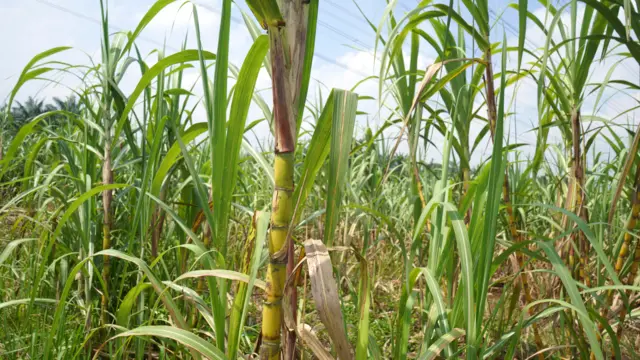 Cana-de-açúcar