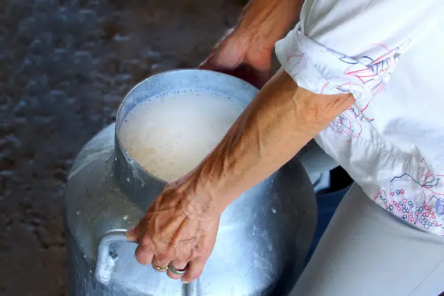 Mão de mulher carregando balde com leite