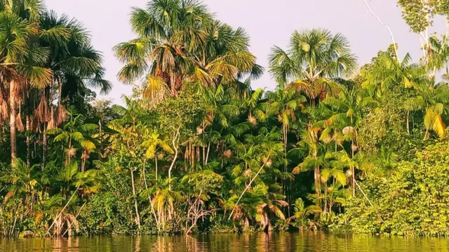 Rio e floresta ao fundo