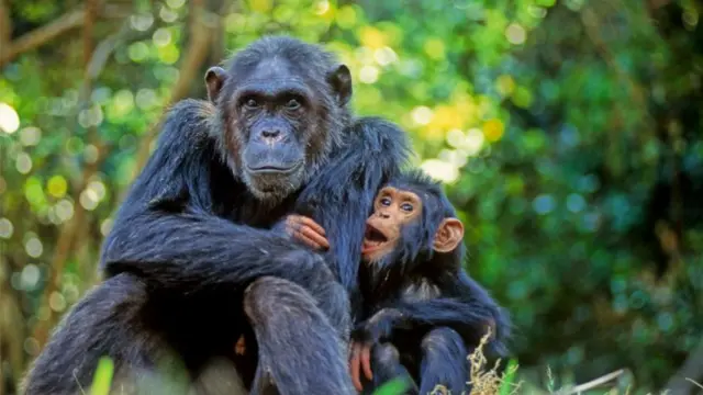 Mãe Chimpanzé com um filhote em Gombe