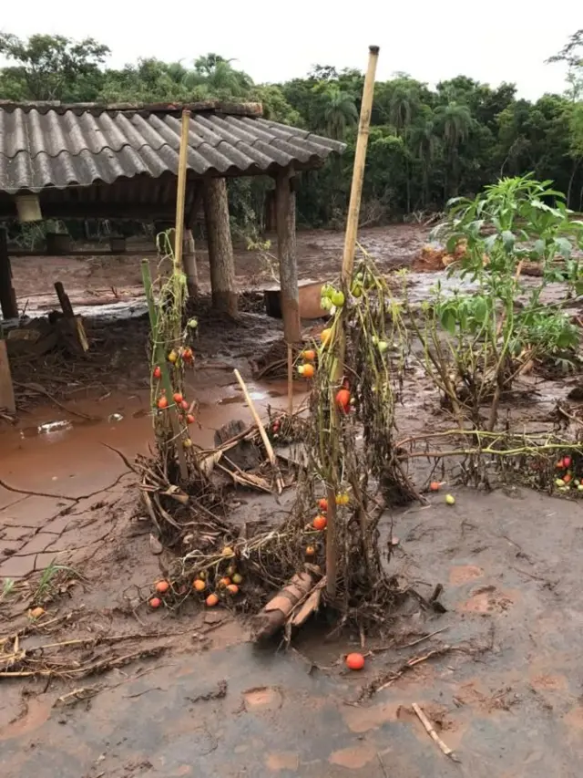 Plantação tomada por lama em Brumadinho