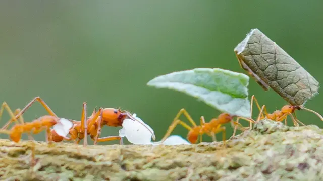 Fotografia colorida mostra formigas carregando folhas e algo branco em uma trilha sobre um fundo verde desfocado