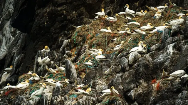 Pássaros enrolados em linhas