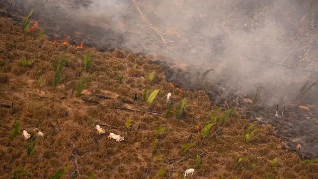 Sobrevoo do Greenpeace em fazenda na Amazônia em 2020 mostra gado sendo colocado em área recém queimada