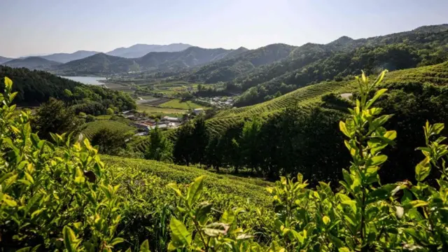 Campos de chá na província de Jeolla do Sul