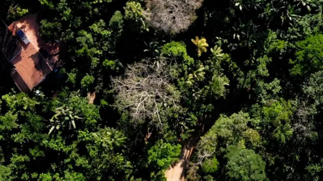 Vista aérea da agrofloresta