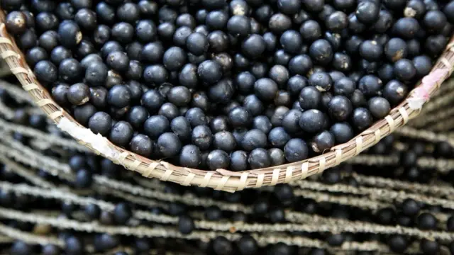 Frutos de açaí