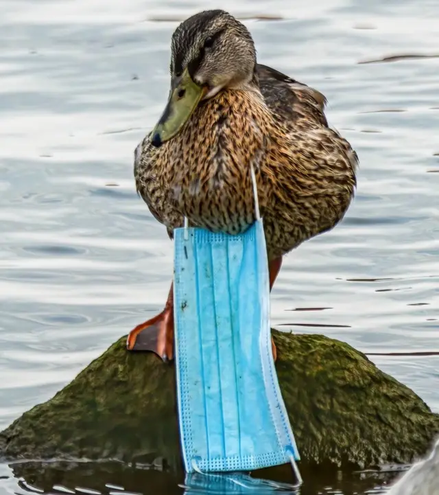 Mary Caporal Prior nos Estados Unidos capturou esta imagem de um pato-real com uma máscara no pescoço