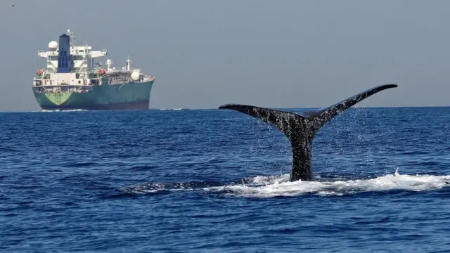 Cauda de baleia no mar