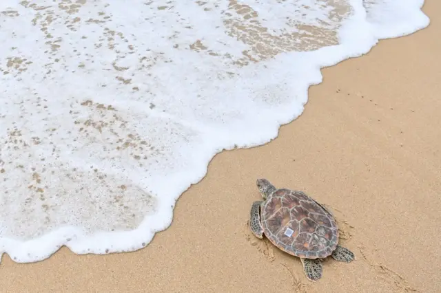 Uma tartaruga marinha com um código no casco rastejando em direção ao mar 