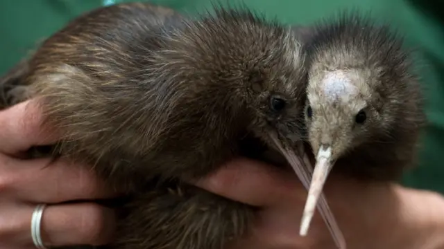 鷸鴕（又譯幾維鳥，Kiwi）